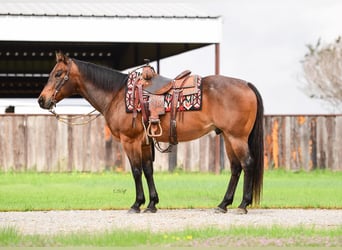 American Quarter Horse, Gelding, 17 years, 14.3 hh, Roan-Bay