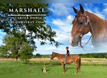 American Quarter Horse, Gelding, 17 years, 14.3 hh, Roan-Red