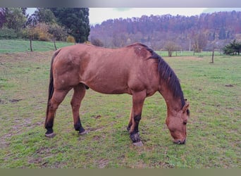 American Quarter Horse, Gelding, 17 years, 15,1 hh, Brown