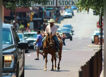 American Quarter Horse, Gelding, 17 years, 15.1 hh, Chestnut