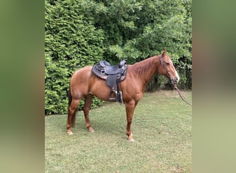 American Quarter Horse, Gelding, 17 years, 15.1 hh, Roan-Red