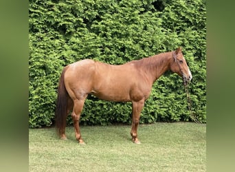 American Quarter Horse, Gelding, 17 years, 15.1 hh, Roan-Red