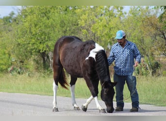 American Quarter Horse, Gelding, 17 years, 15.1 hh, Tobiano-all-colors