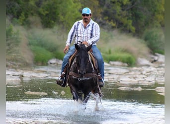 American Quarter Horse, Gelding, 17 years, 15.1 hh, Tobiano-all-colors