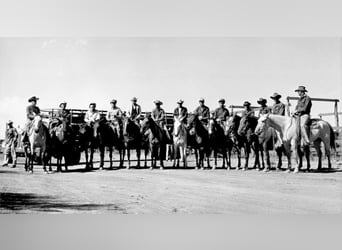 American Quarter Horse, Gelding, 17 years, 15.2 hh, Grey