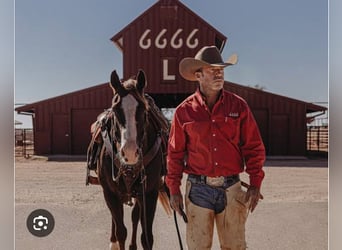 American Quarter Horse, Gelding, 17 years, 15.2 hh, Grey