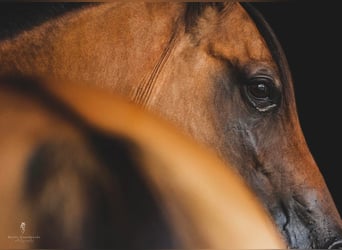 American Quarter Horse, Gelding, 17 years, 15 hh, Dun