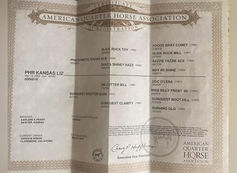 American Quarter Horse, Gelding, 17 years, 15 hh, Dun