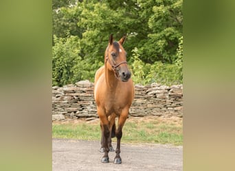 American Quarter Horse, Gelding, 17 years, 15 hh, Dun
