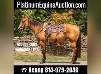 American Quarter Horse, Gelding, 17 years, 15 hh, Dun