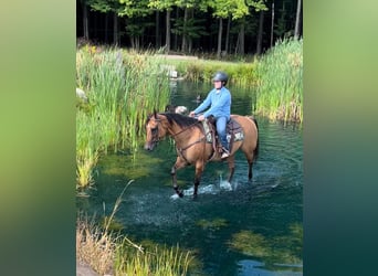 American Quarter Horse, Gelding, 17 years, 15 hh, Dun