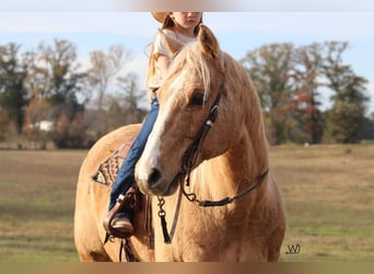 American Quarter Horse, Gelding, 17 years, 15 hh, Palomino