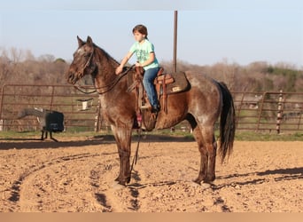 American Quarter Horse, Gelding, 17 years, 15 hh, Roan-Blue
