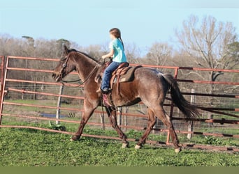 American Quarter Horse, Gelding, 17 years, 15 hh, Roan-Blue