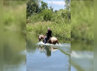 American Quarter Horse, Gelding, 17 years, 15 hh, Roan-Red