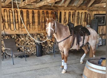 American Quarter Horse, Gelding, 17 years, 15 hh, Roan-Red