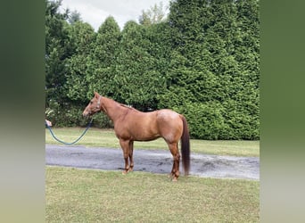 American Quarter Horse, Gelding, 17 years, 15,1 hh, Roan-Red