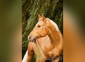 American Quarter Horse Mix, Gelding, 17 years, 15,3 hh, Palomino