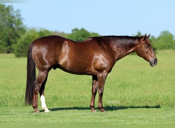 American Quarter Horse, Gelding, 17 years, Chestnut