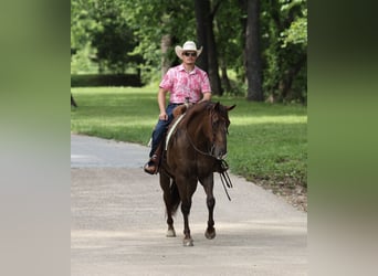 American Quarter Horse, Gelding, 17 years, Chestnut