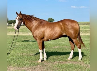 American Quarter Horse, Gelding, 17 years, Overo-all-colors