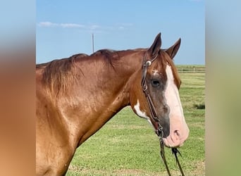 American Quarter Horse, Gelding, 17 years, Overo-all-colors