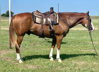 American Quarter Horse, Gelding, 17 years, Overo-all-colors