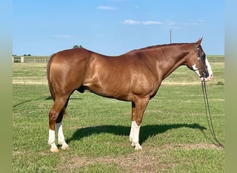 American Quarter Horse, Gelding, 17 years, Overo-all-colors