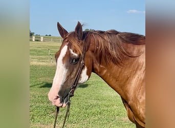 American Quarter Horse, Gelding, 17 years, Overo-all-colors