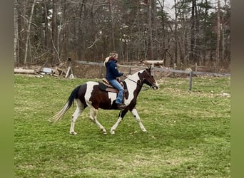 American Quarter Horse, Gelding, 18 years, 14.2 hh, Bay