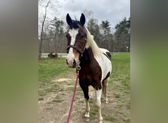 American Quarter Horse, Gelding, 18 years, 14.2 hh, Bay