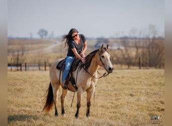 American Quarter Horse, Gelding, 18 years, 14.3 hh, Buckskin