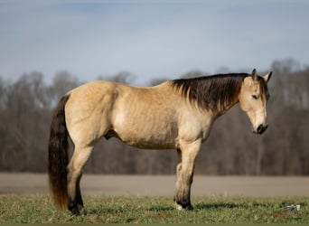 American Quarter Horse, Gelding, 18 years, 14.3 hh, Buckskin