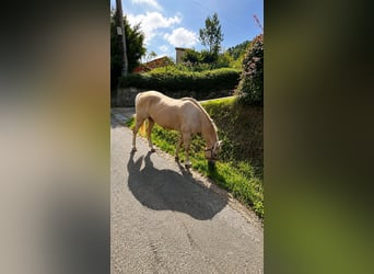 American Quarter Horse Mix, Gelding, 18 years, 14.3 hh, Palomino