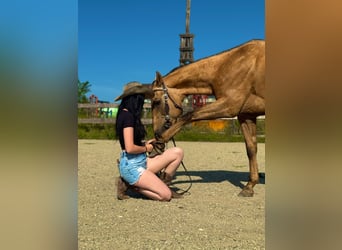 American Quarter Horse, Gelding, 18 years, 14,2 hh, Palomino