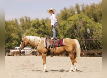 American Quarter Horse, Gelding, 18 years, 15 hh, Palomino