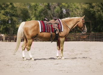 American Quarter Horse, Gelding, 18 years, 15 hh, Palomino