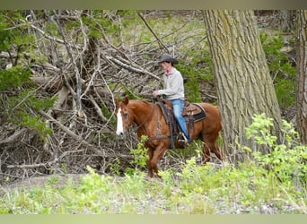 American Quarter Horse, Gelding, 18 years, 15 hh, Sorrel