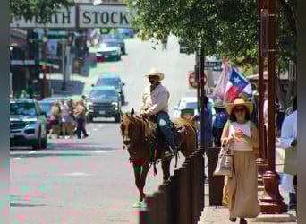 American Quarter Horse, Gelding, 18 years, 15,1 hh, Chestnut