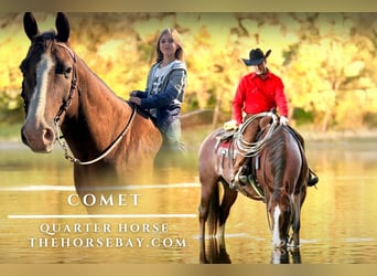 American Quarter Horse, Gelding, 18 years, 15,3 hh, Roan-Red