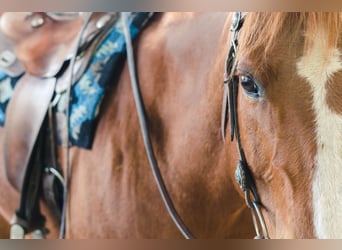 American Quarter Horse Mix, Gelding, 18 years, Chestnut-Red