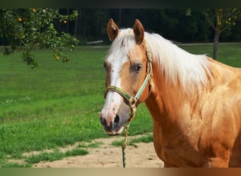American Quarter Horse, Gelding, 19 years, 14.2 hh, Palomino
