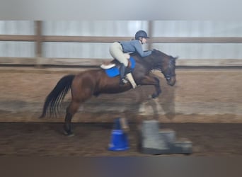 American Quarter Horse, Gelding, 19 years, 14 hh, Bay