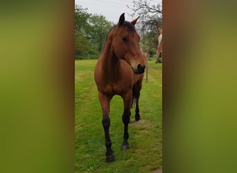 American Quarter Horse, Gelding, 19 years, 15.1 hh, Brown