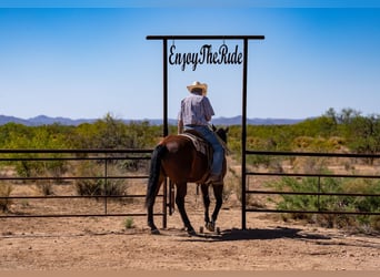 American Quarter Horse, Gelding, 19 years, 15 hh, Bay