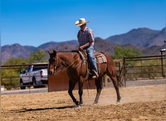 American Quarter Horse, Gelding, 19 years, 15 hh, Bay