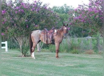 American Quarter Horse, Gelding, 19 years, 15 hh, Roan-Red