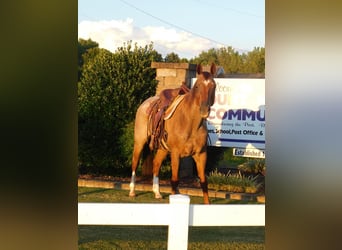 American Quarter Horse, Gelding, 19 years, 15 hh, Roan-Red