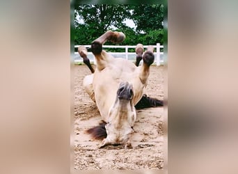 American Quarter Horse, Gelding, 19 years, 15,2 hh, Buckskin