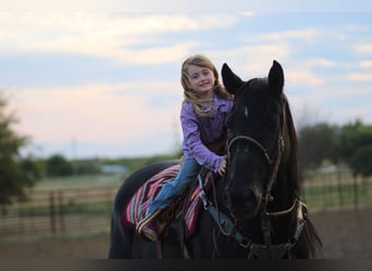 American Quarter Horse, Gelding, 19 years, Black